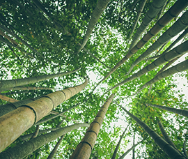 bamboo forest